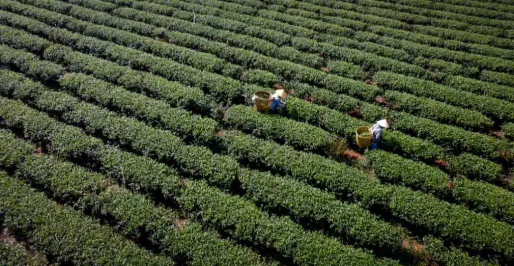 Agroforestry Carbon Projects service provider, manufacturer, supplier, exporter and installation contractor by Mechwat for climate-tech & credit enablement