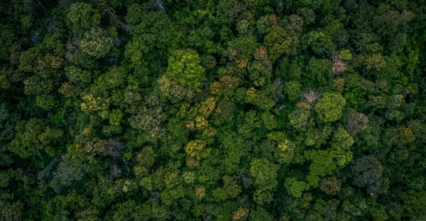 Afforestation reforestation and improved forest management carbon project with restored forest ecosystem