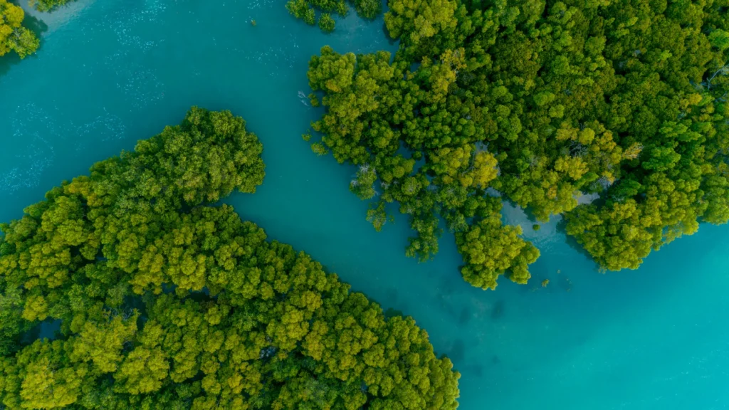 Blue carbon project development with mangroves seagrass coastal wetlands and algae for carbon sequestration