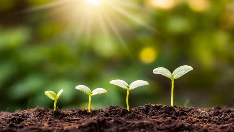 Soil Carbon Sequestration